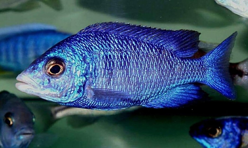 Placidochromis phenochilus 'Mdoka Reef'